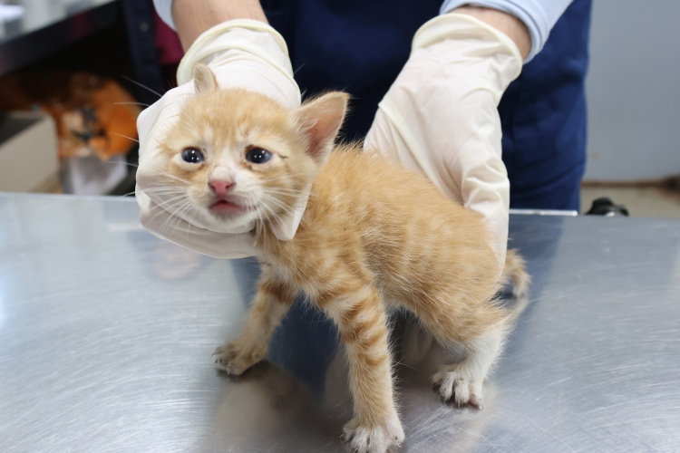 제주 동물보호센터_450650202502768